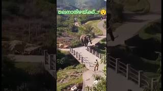 തലനാരിഴക്ക് രക്ഷപ്പെടൽ elephantattack wildanimals annukkutty annusworld പടയപ്പ [upl. by Dexter45]