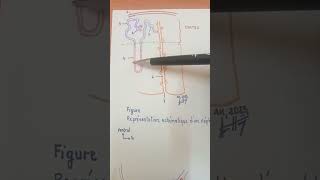 Structure du néphron corpuscule rénal et tubule rénal [upl. by Dnomzed745]