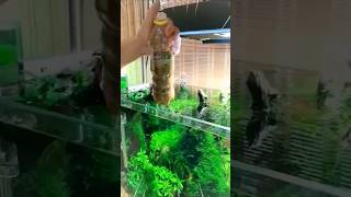 This is how soil is added to the AQUARIUM 😱 shorts youtubeshorts facts fact [upl. by Epp]