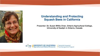 Understanding and Protecting Squash Bees in California [upl. by Cony534]