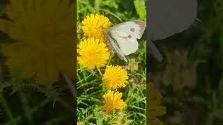 A fine female Large White butterfly on Bristly Oxtongue flowers [upl. by Inajar805]