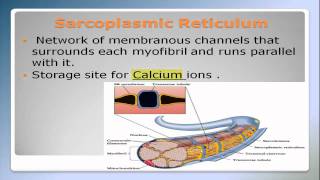 Muscular System Part 2 NSCA Certification [upl. by Reginald]