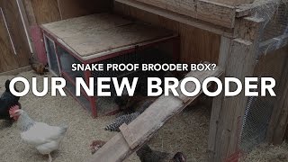 CHICK BROODERS and SNAKE PROOFING YOUR CHICKEN COOP [upl. by Gayleen]