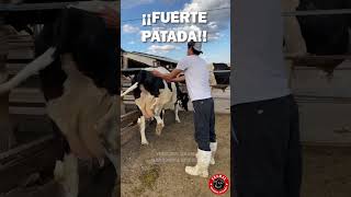 Accidente cuando se inyecta a una vaca ¡Mira lo que Sucedió corral campo ganado rancho [upl. by Nanam]