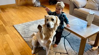 Adorable Baby Boy Teaches New Retriever To Say Bye Bye Cutest Ever [upl. by Ronacin]