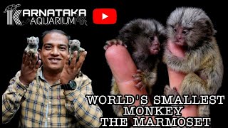 All About Worlds Smallest Monkey MARMOSET 🐒  Petting  Careing  Diet  at KARNATAKA AQUARIUM [upl. by Lemcke622]