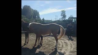 Natural Horse Meeting Process Complete Video  Horse Meeting  Zee Pets [upl. by Laughton]