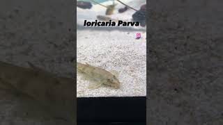 pleco loricaria parva fhish top10 treding acuarismo [upl. by Darees]