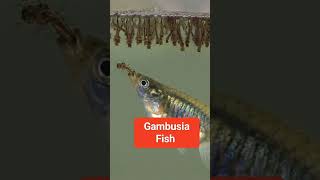 biological control gambusia fishmachhar ke larwa ko khane wali Gambusia Fish [upl. by Eurydice]