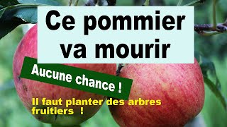 taille dun pommier ce pommier va mourir [upl. by Burrow]