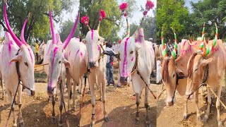 हिरापूर बैल बाजार लाईव्ह ajitchakredairyfarm khilaribailjodi yoytubeshorts बैलबाजारlive bail [upl. by Thordis]