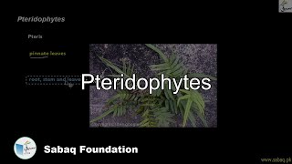 Pteridophytes Biology Lecture  Sabaqpk [upl. by Anniken901]