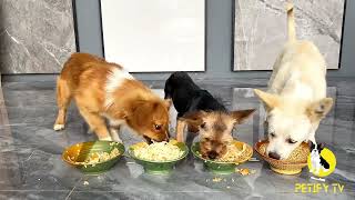 Foods For Puppies To Eat  Puppies Food Review 2024  Petify TV Dog Series 84 puppies viralvideo [upl. by Liv855]