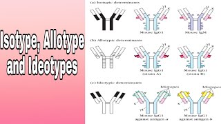 Antibody variation Isotype Allotype and Ideotypes [upl. by Lawrenson]