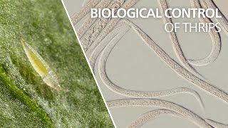 Biological control of thrips  Steinernema feltiae [upl. by Acisej]