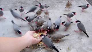 Hand feeding wild java finches  裏庭はわい島 自宅に来る野生の文鳥手から餌食い記念 [upl. by Soracco]