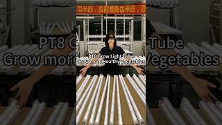 verticalfarming Koray PT8 Grow Light Tube Grow more Healthy Vegetables growlight leafygreens [upl. by Delmor596]