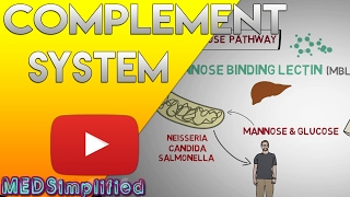 Complement System Made Easy Immunology Classical Alternate amp Lectin pathway [upl. by Airdnala]