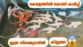 koi carp fish  koi carp caring malayalam  review and details  koi fish  carp fish  purchase [upl. by Enened]