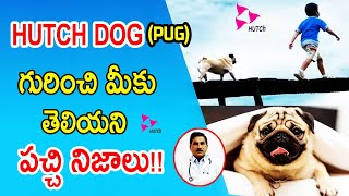 Unknown Facts About Pug Dog  Hutch Dog  in Telugu  All about Pug Dog Breed explained in Telugu [upl. by Sel665]