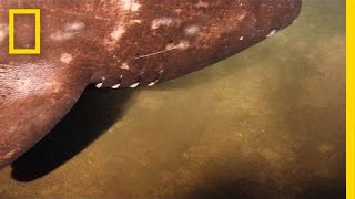 Rarely Seen Shark Filmed Near Underwater Volcano  National Geographic [upl. by Faruq468]