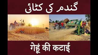 Harvesting wheat in Punjab complete process [upl. by Belda]