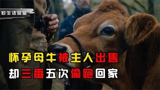 懷孕母牛被賣後，狂奔幾千公里回家找主人，背後原因讓主人心酸落淚！ [upl. by Boris895]