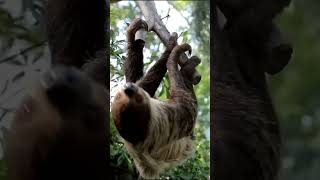 fun  fact leopard vs sloths bangla fact [upl. by Ardnaid955]