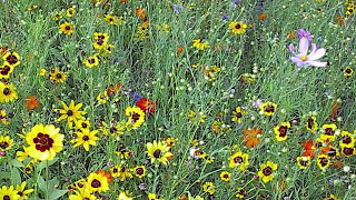 How To Plant A Wildflower Meadow Part II [upl. by Neerak]