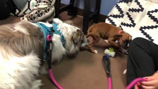 Rio and Heidi playing at Animal Hospital of Rowlett Doggie Day Care [upl. by Lytle]