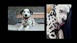 Life of a Dalmatian [upl. by Nigam]