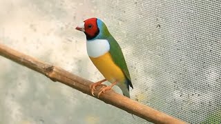 Gouldian finches  The Most Beautiful Bird [upl. by Andromede996]