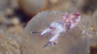 Flamboyant cuttlefish Newly hatched from egg compared to adult [upl. by Prendergast]