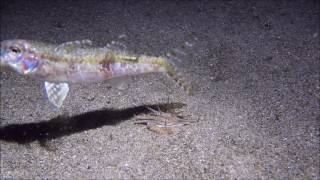 Bobbit Worm Hunts for Food in the Night [upl. by Severin]