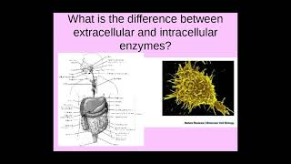 214 Enzymes a The role of enzymes b Intracellular an extracellular reactions [upl. by Ytsihc93]