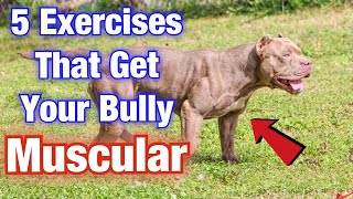 5 American Bully Exercise MUSCLE training tips that will get your dog SWOLE [upl. by Aracal]