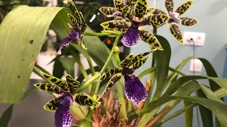 Орхидея зигопеталум  zygopetalum Как я его чуть не потеряла [upl. by Giles]