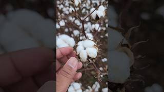 Picking Cotton in Alabama [upl. by Nohsav]