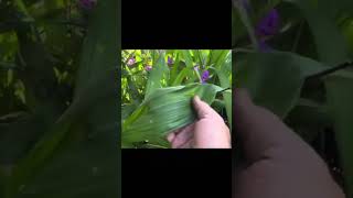 Công dụng của cây Bạch cập Bletilla striata [upl. by Moody]