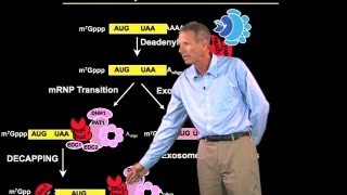 mRNA degradation  Roy Parker BoulderHHMI [upl. by Amikat]