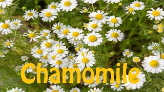 How to Pronounce Chamomile [upl. by Mosera137]