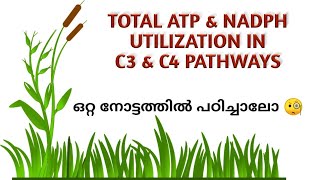 TOTAL ATP amp NADPH UTILIZATION IN C3 AND C4 PATHWAYS PHOTOSYNTHESIS IN HIGHER PLANTS IN MALAYALAM [upl. by Aniara]