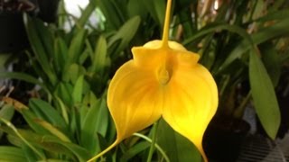 Orchid care Masdevallia Kimballiana Orchid [upl. by Hesketh]