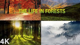 The life in Forests  The Forest Biome  Different Types of Forests  Tropical Temperate and Boreal [upl. by Rekoob]