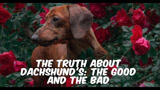 The Truth About Dachshunds The Good and the Bad [upl. by Sadnalor]