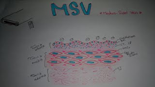 Histology of MediumSized Vein MSV [upl. by Alyar]