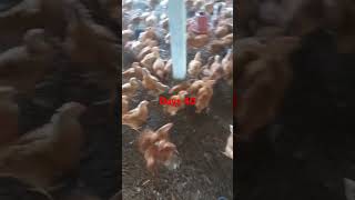 Farm management days 40 days farmmanagement chicken poultrydays [upl. by Val]