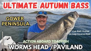 UK BOAT FISHING ULTIMATE AUTUMN BASS LATE SEASON ACTION ON DANGERS REEF NEAR WORMS HEAD CAUSEWAY [upl. by Calley]