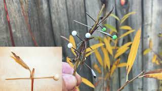 Overwintering Red Spotted Purple and Viceroy Caterpillars [upl. by Aiekahs342]