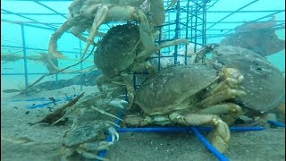 Oregon Crabbing  underwater Gopro video [upl. by Dranoel]